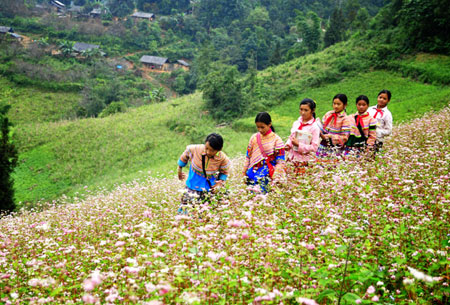 Hạt giống hoa, hoa treo, dạ yến thảo, hoa treo ban công, hạt giống hoa oải hương, bán hạt giống hoa oải hương, hat giong hoa oai huong, hạt giống  chất lượng cao, hat giong hoa , hat giong hoa chat luong cao, hoa trong tham, hoa trong chau,